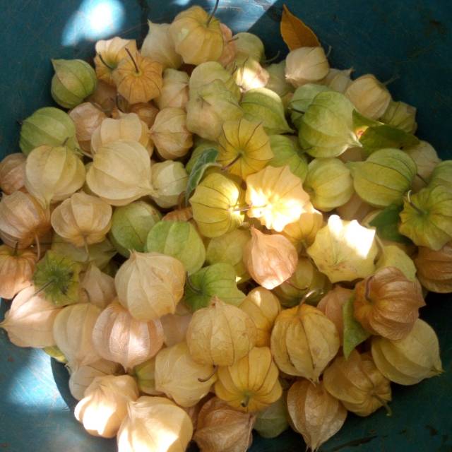 

Buah Ciplukan / Cecenet, Buah Sehat Kaya Akan Manfaat, Khasiat Untuk Berbagai Macam Penyakit, Sehat