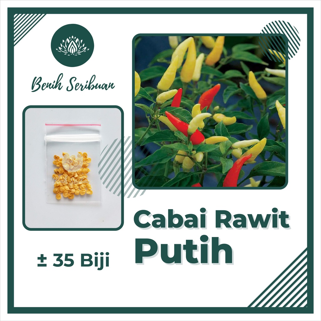 BS-BYL Bibit Cabe Konsumsi Benih Sayuran Cabai Rawit Merah Setan Sayur Unggul Cabe Setan ORI 212 Besar Hijau Keriting Shypoon Orion Viral dll-CABE RAWIT PUTIH