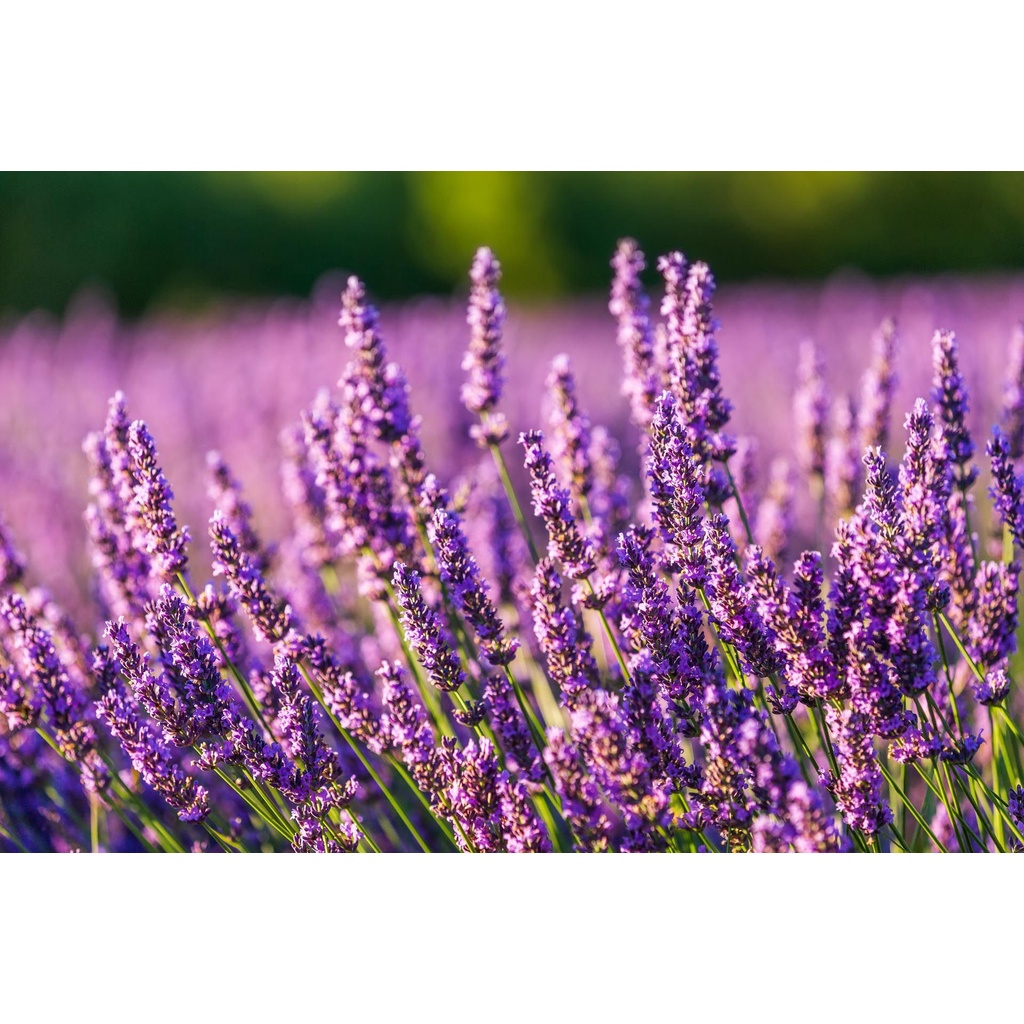 Benih Bibit Biji - Bunga Lavender Provence Lavandin (Hybrid L. Portuguese x English) Herb Flower Seeds - IMPORT