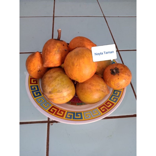 

500 gram Sawo mentega-buah alkesa sawo mentega