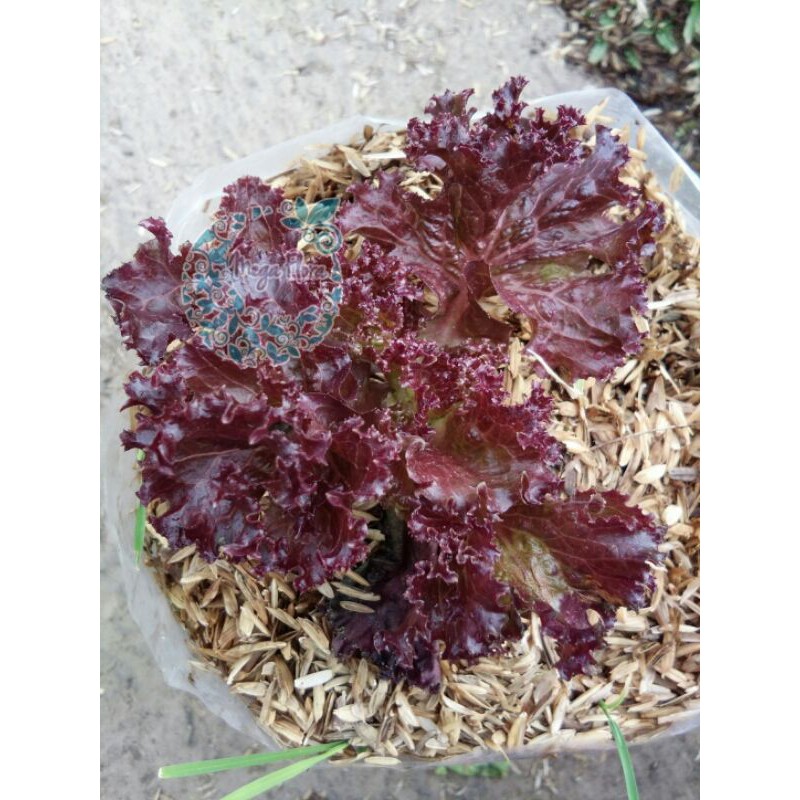 Bibit Selada Merah Bokor Kriting Keriting Red Lettuce Tanaman Sayuran