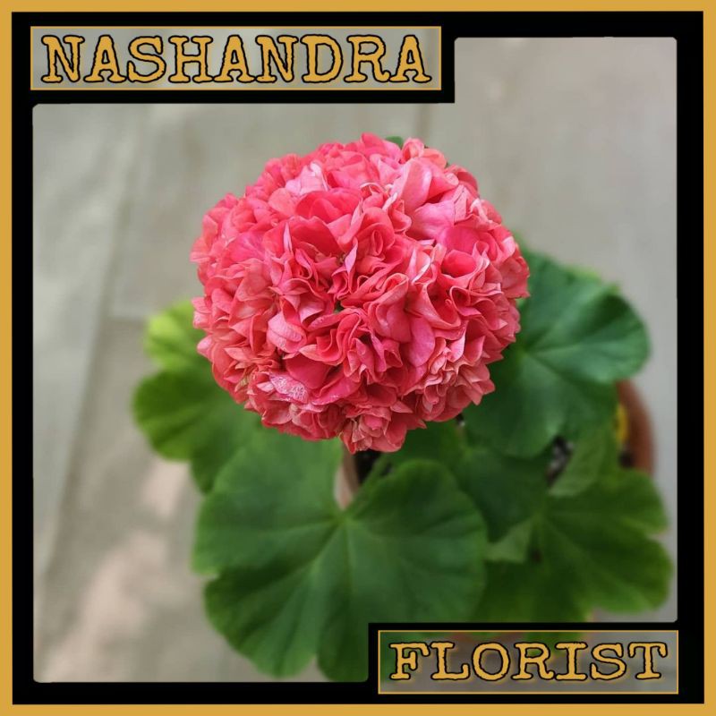 Tanaman Hias Bunga Geranium