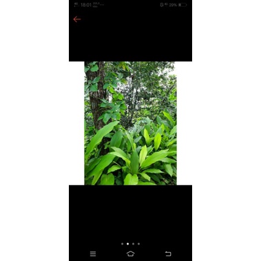 

Daun kunyit segar 200 gram