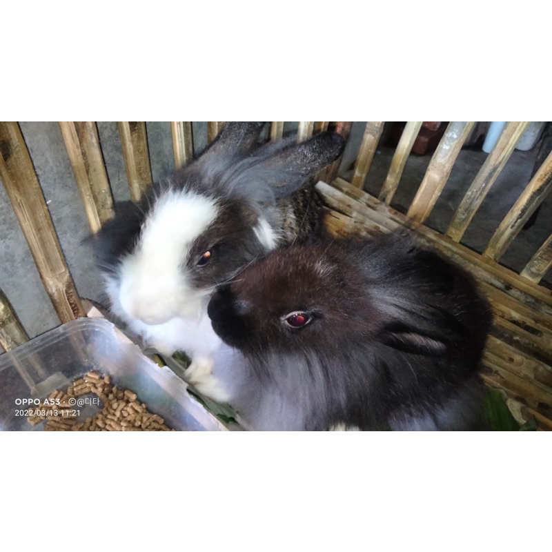 KELINCI HIAS RAS FUZZY LOP SEHAT LUCU GEMBUL