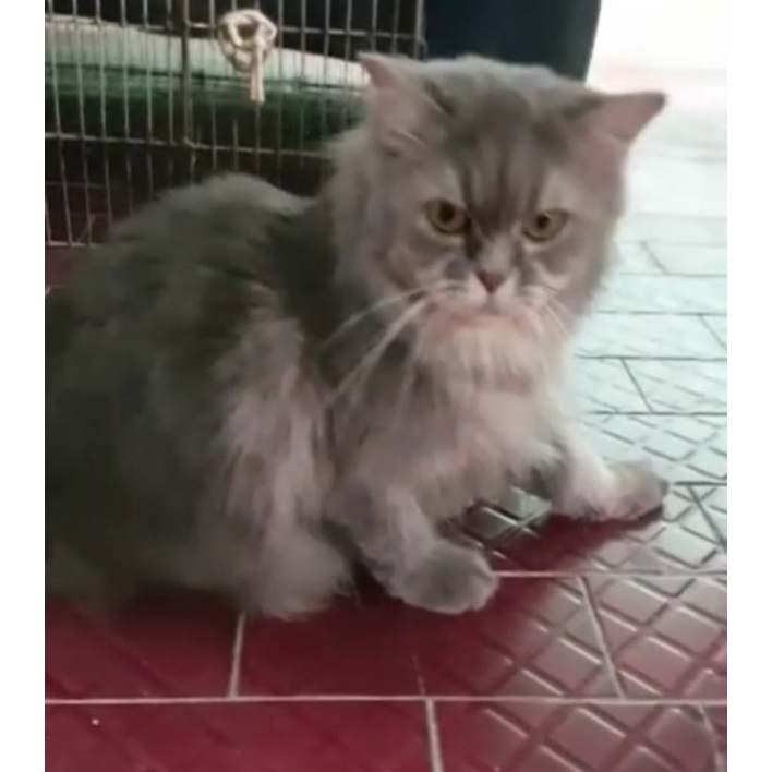 kucing persia dewasa