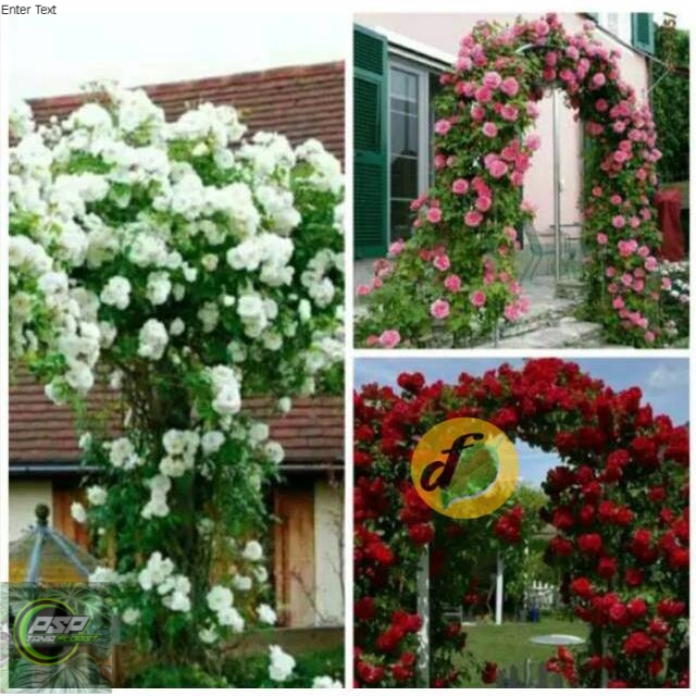 Bibit bunga mawar rambat