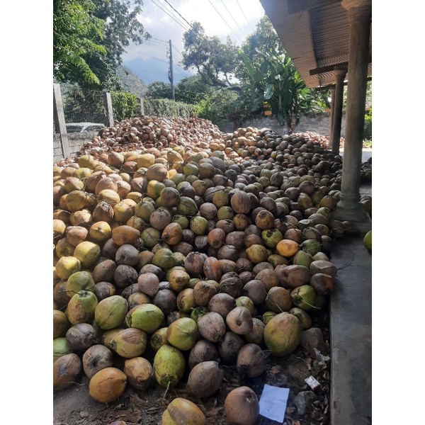 

kelapa