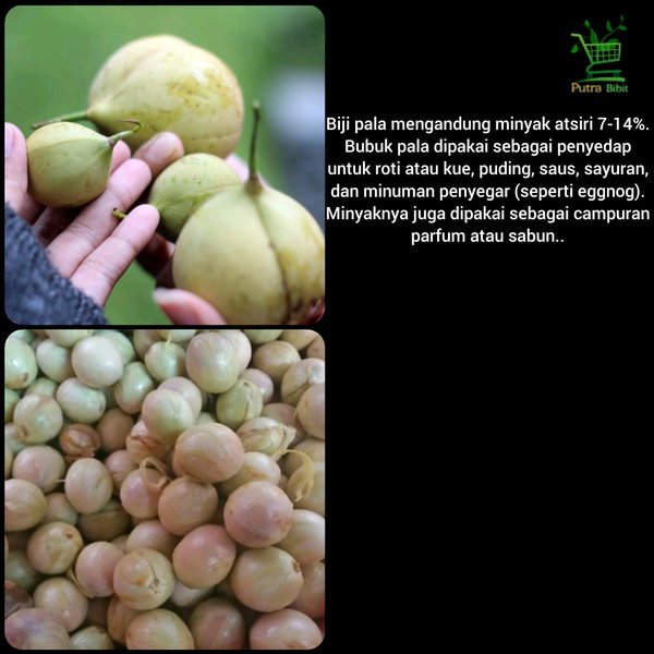

Biji Buah Pala Muda 1kg - Bahan Minyak Herbal Kaya Manfaat