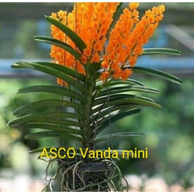 Anggrek Asco vanda mini