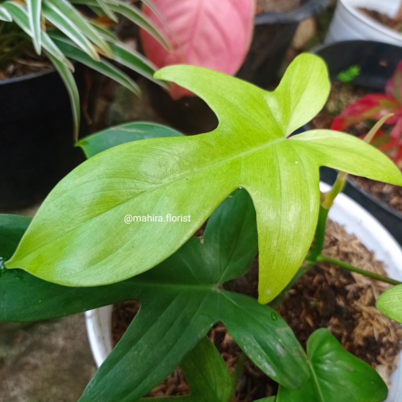 Philodendron Florida Ghost Mint