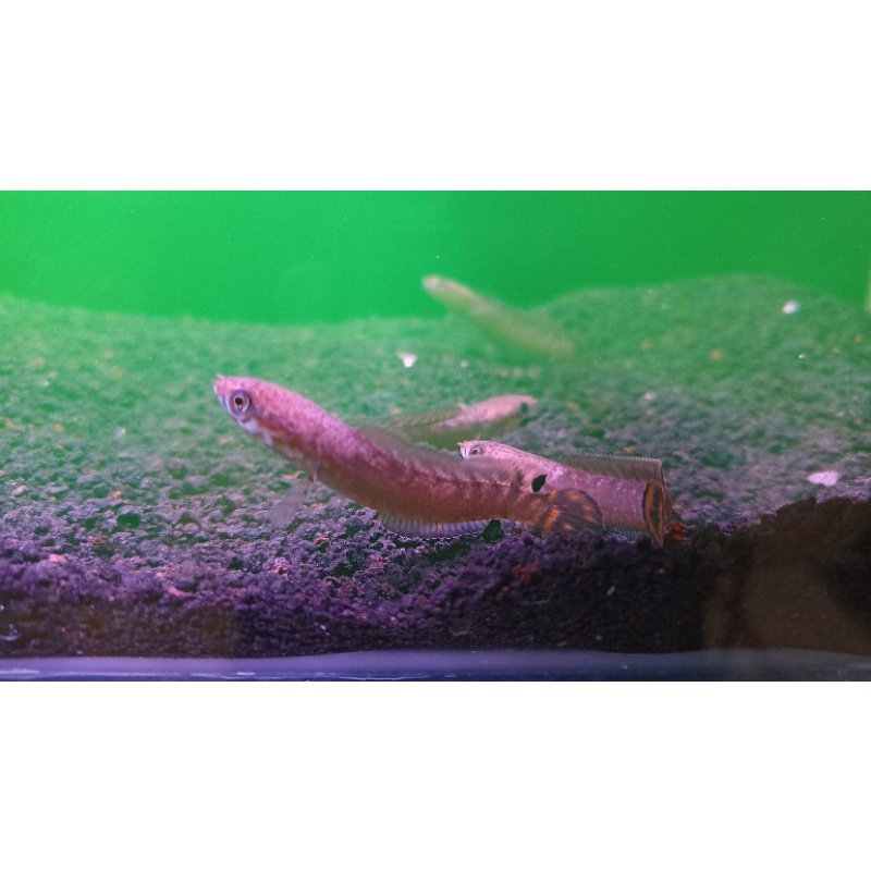 CHANNA BLEHERI SORTIRAN GRADE SIZE 4-5 CM