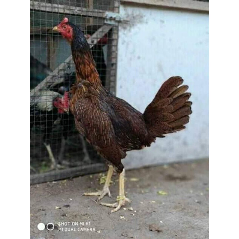 TELUR AYAM 3 DARAH burma magon ganoy