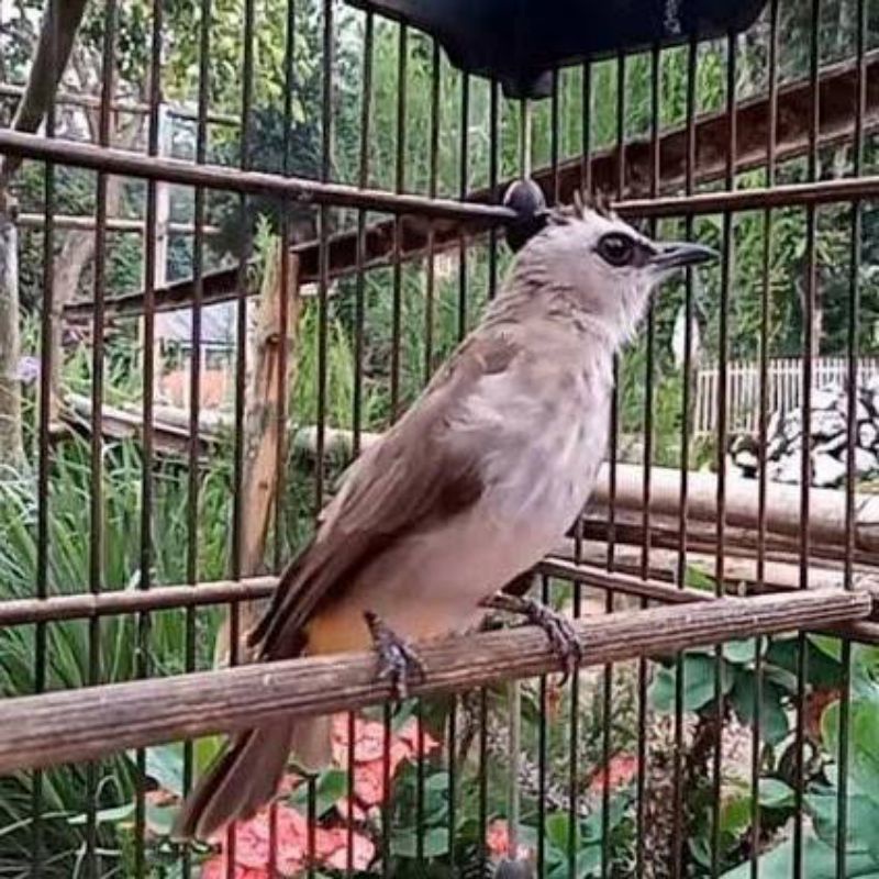 Trucukan Jember Jawa Timur / Crocok / Cerucuk