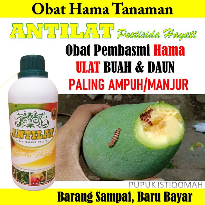 TERLARIS ANTILAT Obat Hama Tanaman Mangga - Antilat Pembasmi Hama Pemakan Buah & Daun - Antilat Pest