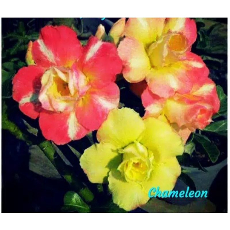 ADENIUM GRAFTING BUNGA TUMPUK / KAMBOJA JEPANG