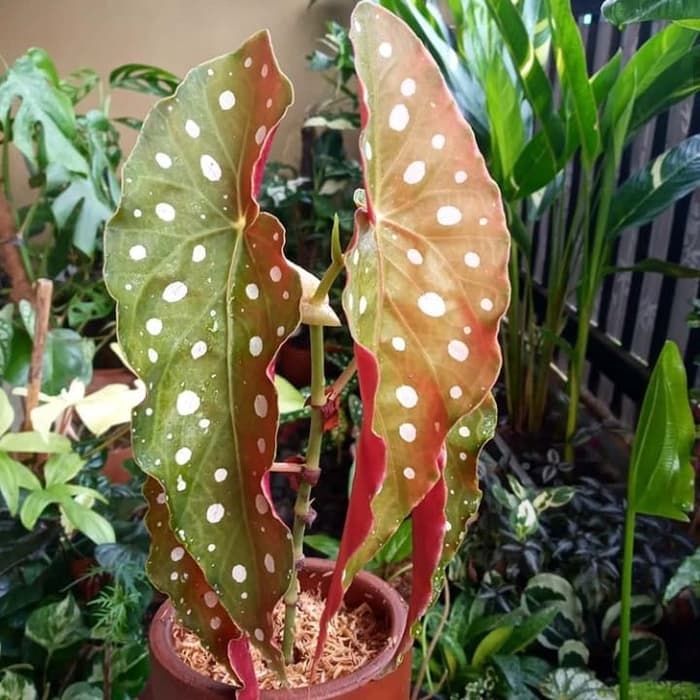 Tanaman hias begonia polkadot/begonia polkadot
