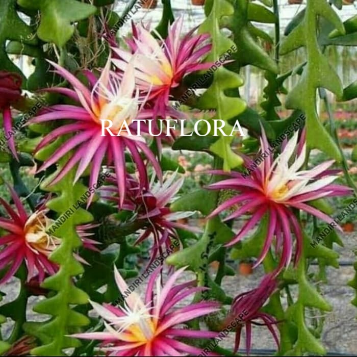 tanaman hias wijaya kusuma keris - wijaya kusuma keris