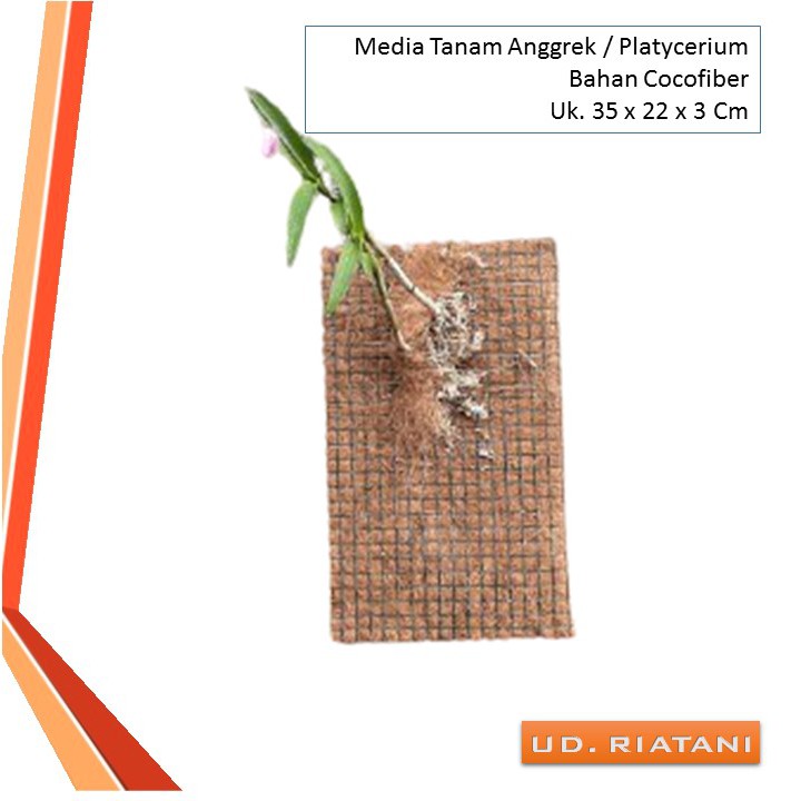 Jual Media Tanam Anggrek Dan Platycerium Shopee Indonesia