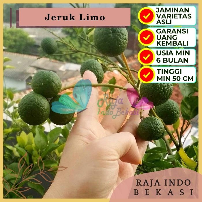 Bibit Tanaman Buah JERUK LIMO Premium