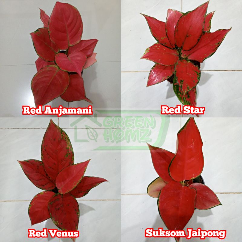 paket tanamam hias bunga aglonema aglaonema
