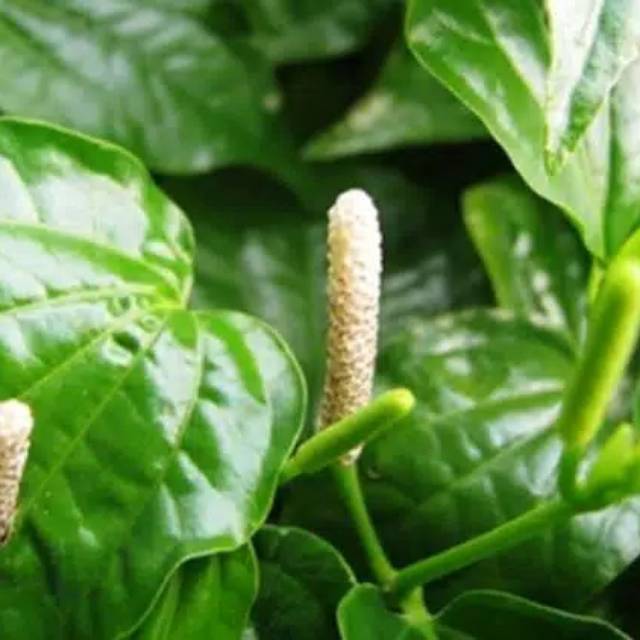 

Jual Daun Karuk Frest 250 Gram