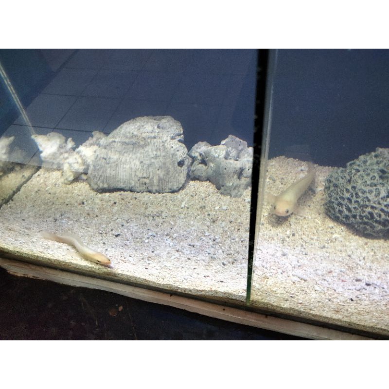 limbata golden xantic