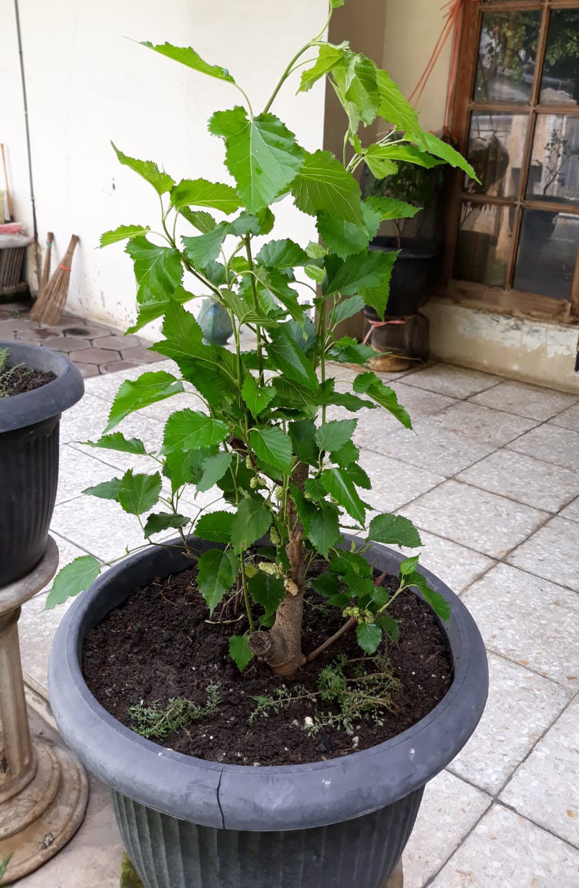 Bibit Murbei Berbuah