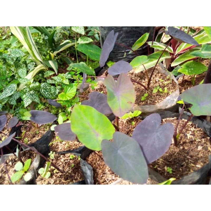 colocasia black magic