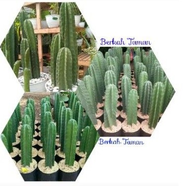 tanaman hias kaktus koboi/tanaman hias kaktus koboi/pohon hias kaktus