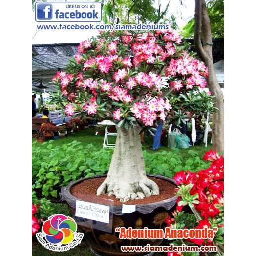 Benih Biji Adenium Somalense Anaconda