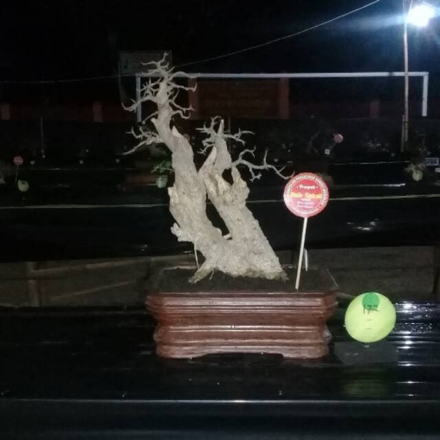 Bonsai serut siap kontes