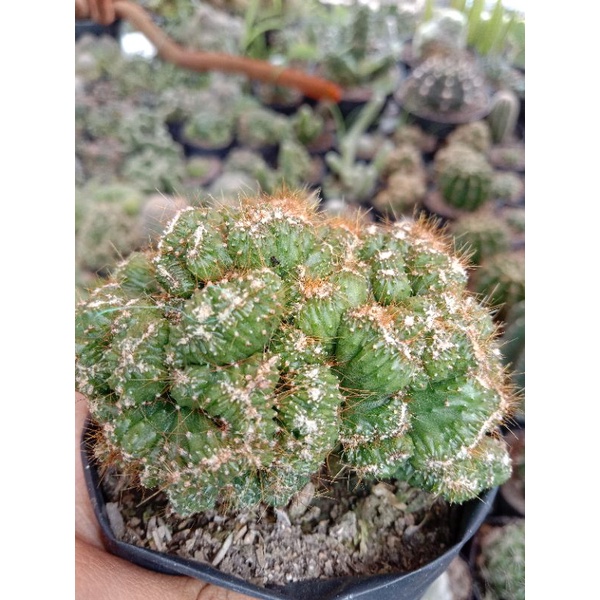 Kaktus babat tebal/cereus cristata/kaktus murah/kaktus ownroot/kaktus pasaman