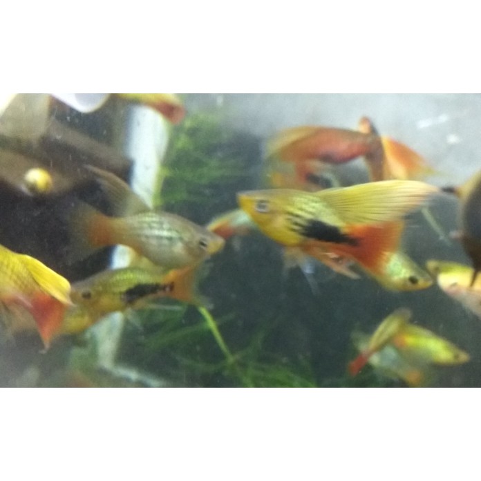 Ikan Hias Cendrawasih Aquascape