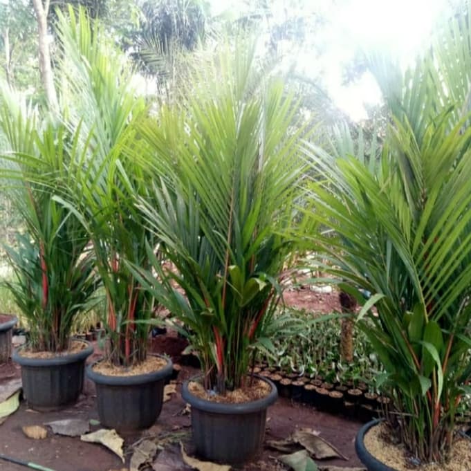 POHON PALEM MERAH TINGGI 1METER - PALM MERAH 1 METER