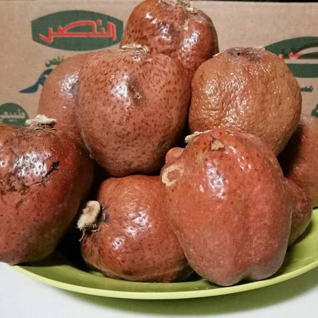 

Buah zuriat