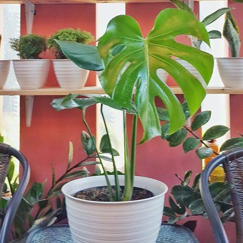 monstera king daun besar / philodendron Monstera King