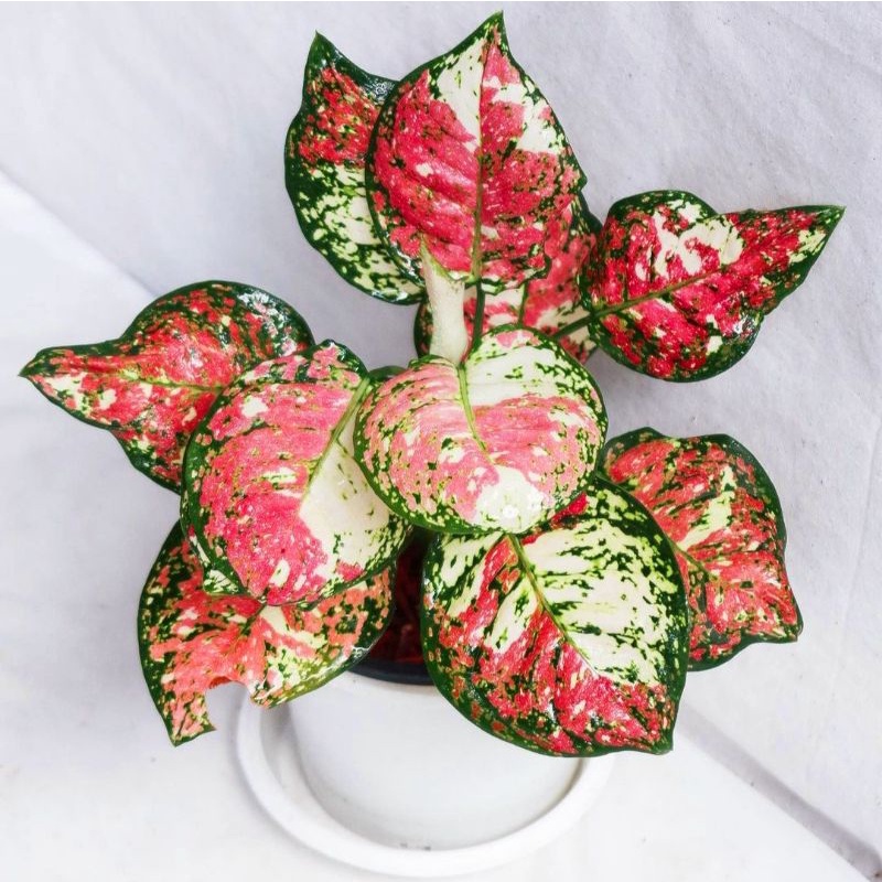 Tanaman hias aglonema tri color / aglaonema tri color / aglonema murah / aglaonema murah