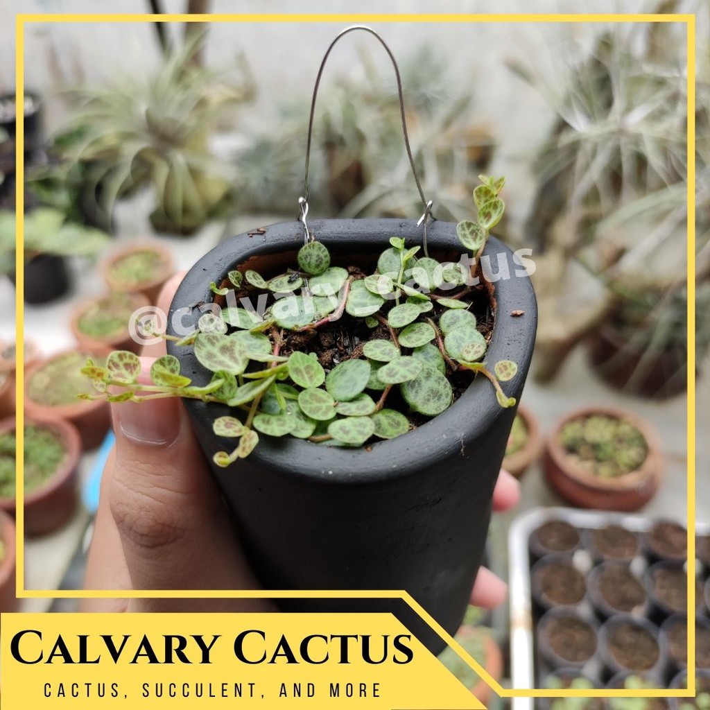 String Of Turtle / Peperomia Prostrata Pot Tinggi