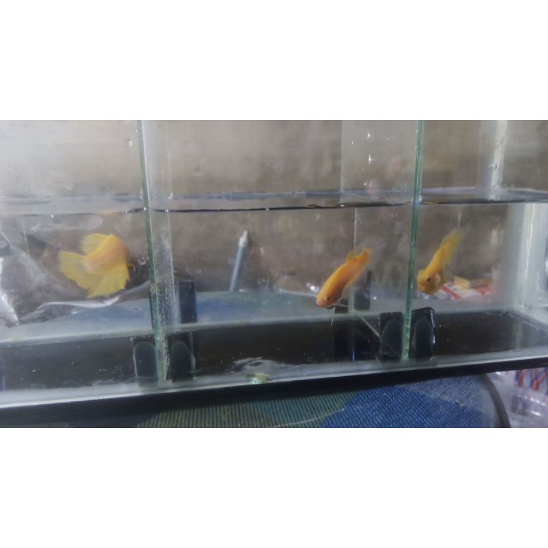 

ikan cupang yellow banana