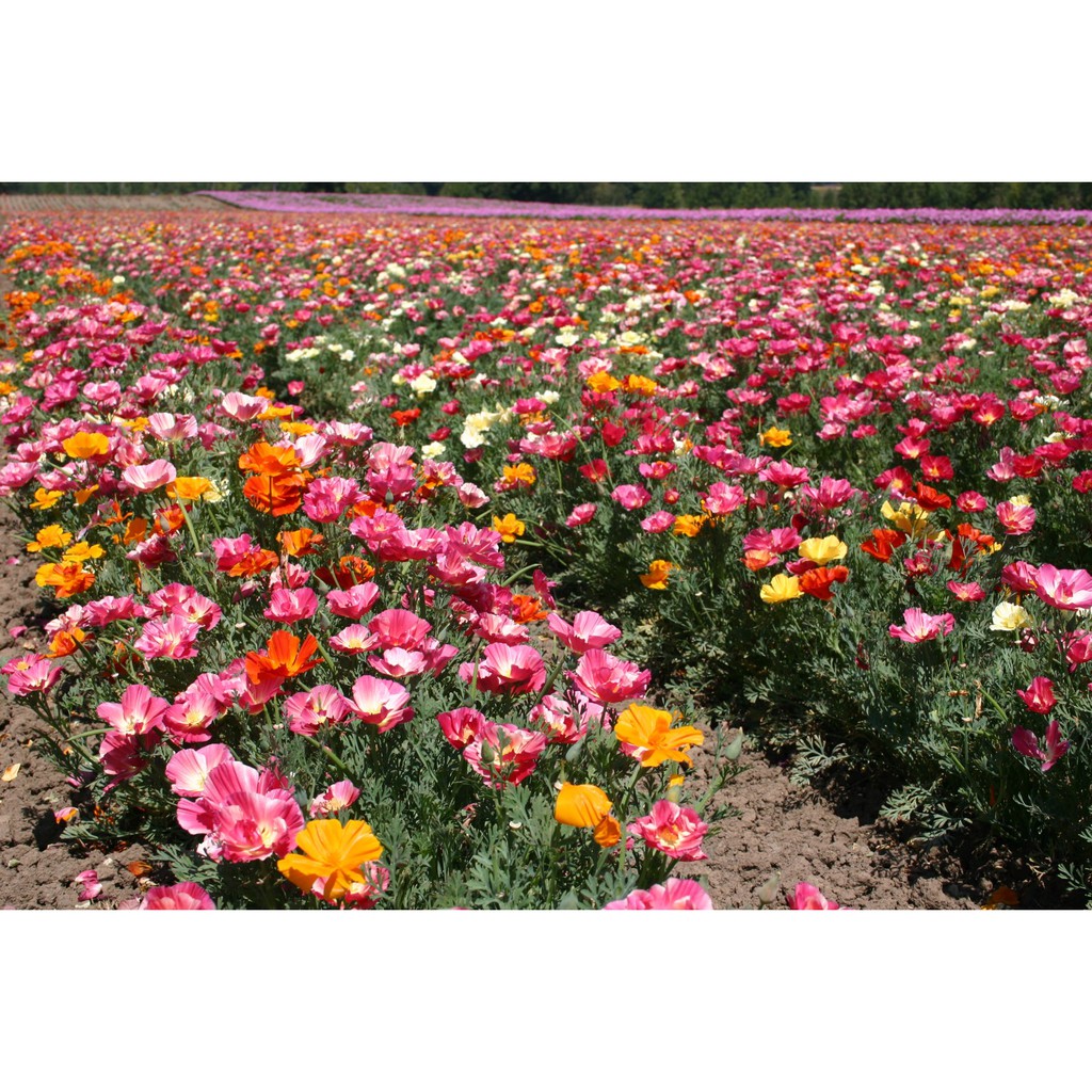 Benih-Bibit Bunga California Poppy Mission Bells Mix (Haira Seed)