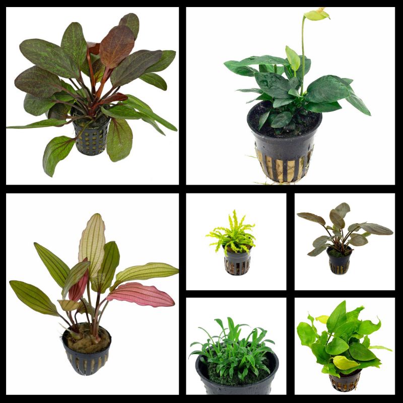 Paket Tanaman Aquascape Premium ( Tanaman Aquascape Tanpa Co2 Pemula )