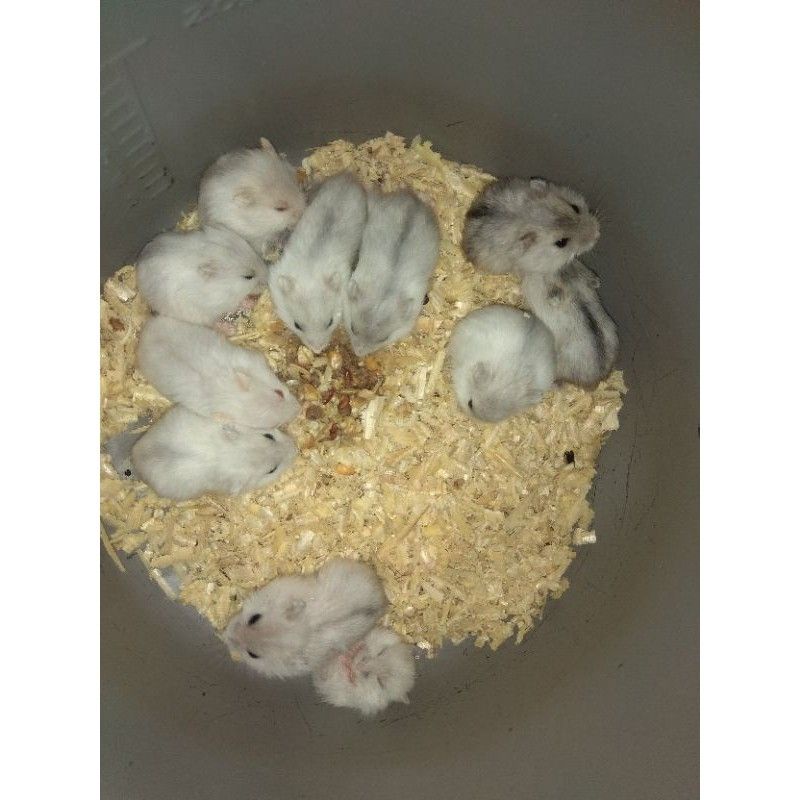 hamster winter white pearl