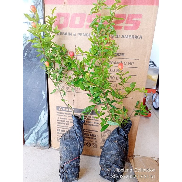 Bibit Buah Delima merah Jumbo