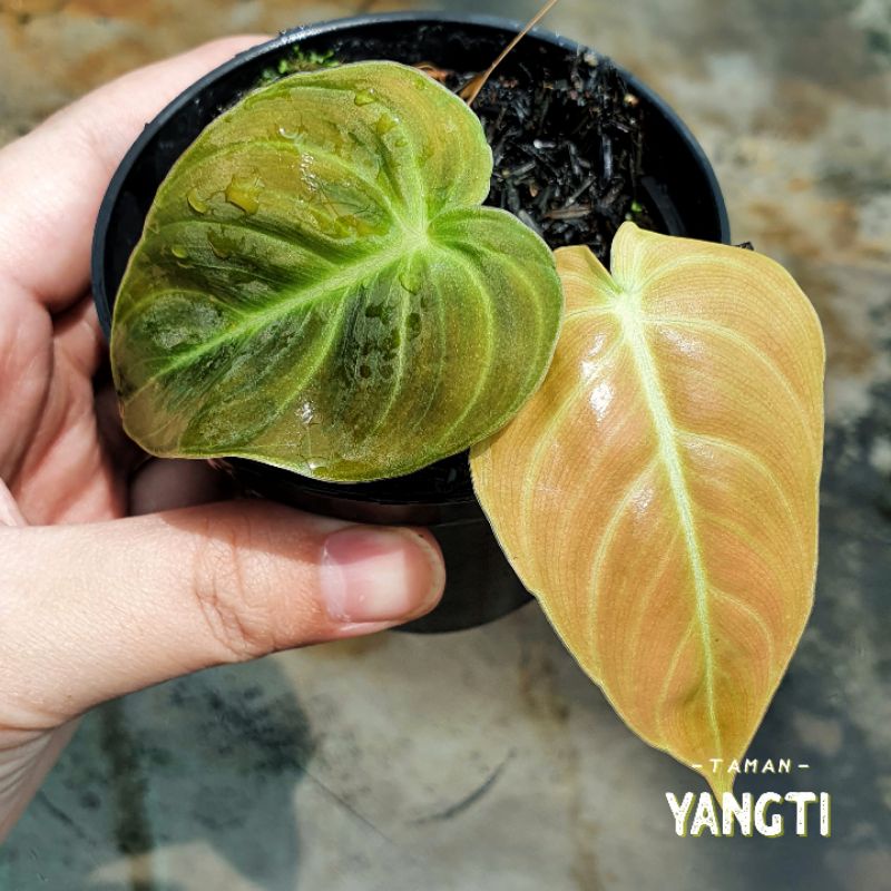 Philodendron Melanochrysum Narrow Form