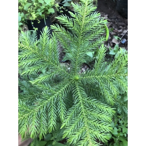 Cemara Pentris Cemara Norflok