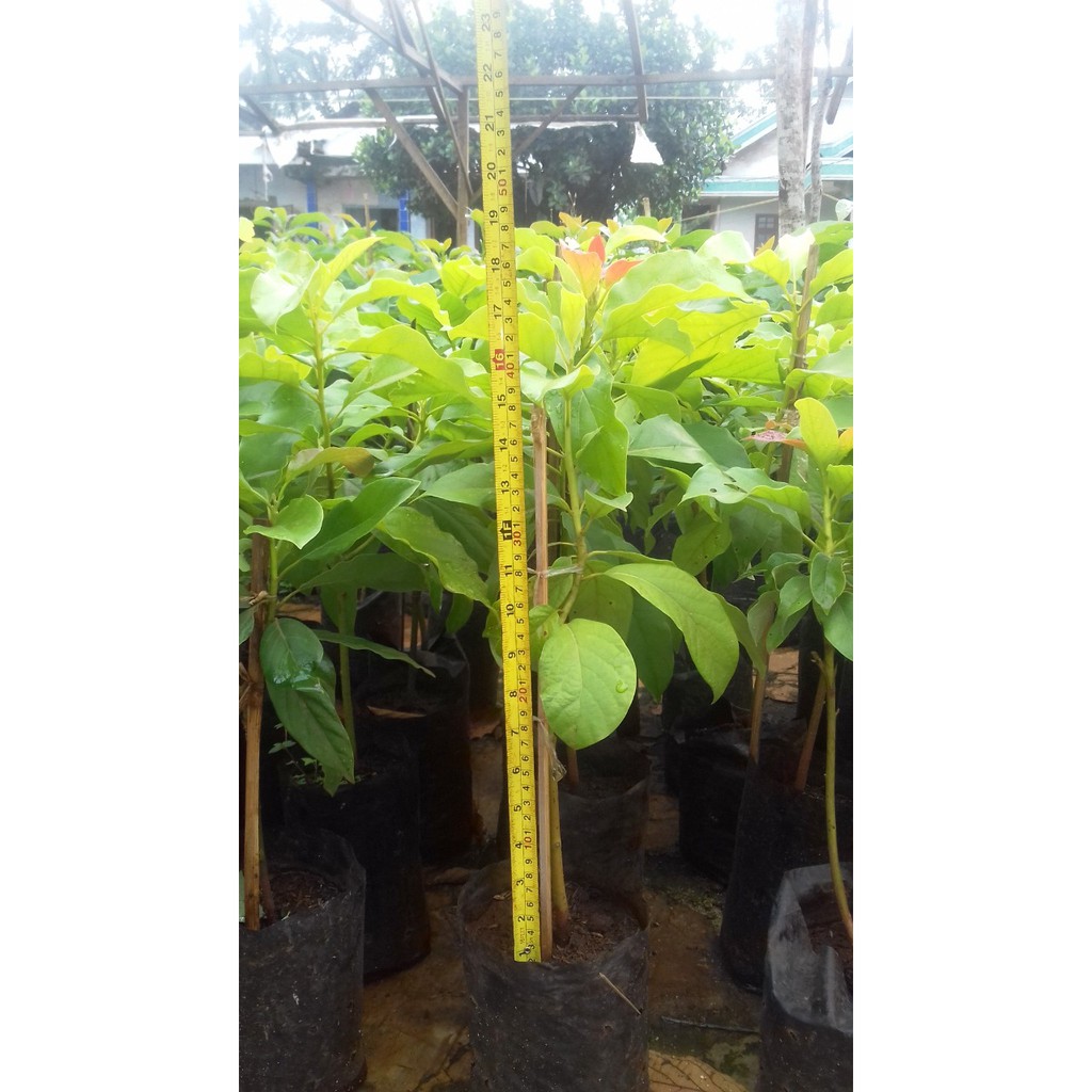 Jual Bibit Alpukat Siger 1 Lampung, Tinggi 25 cm - 35 cm  l ALPUKAT SIGER 1 LAMPUNG TIMUR