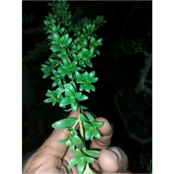 bibit bonsai santigi