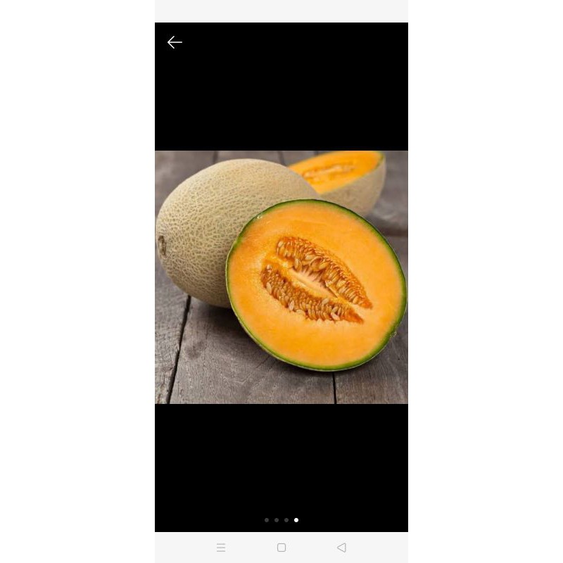 20 biji bibit melon madu super