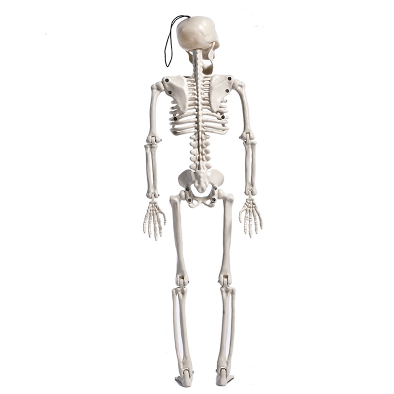 Tengkorak Full Body Posable Joints Untuk Dekorasi Pesta Halloween