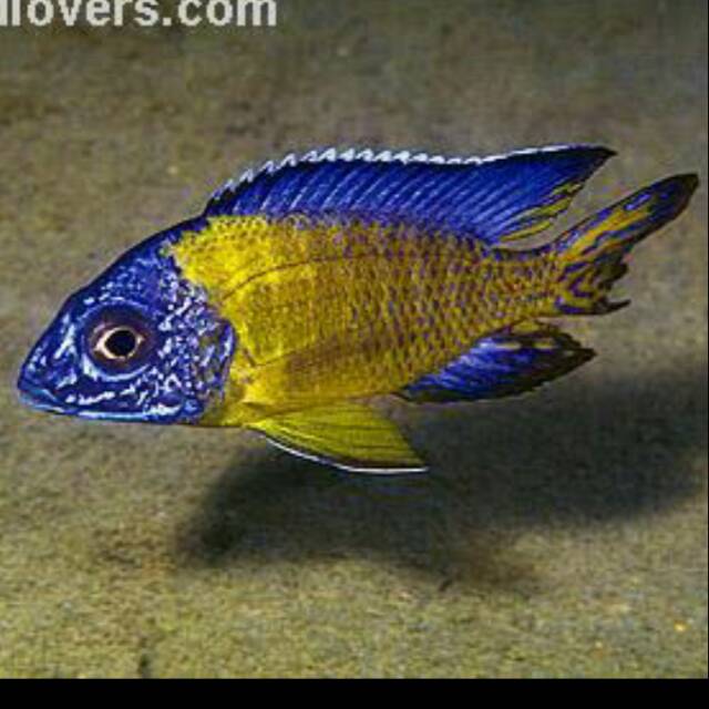 Aulonocara Stuartgranti Blue Neon Peacock Chiwindi Malawi Cichlid